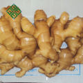 chinese mature ginger fresh ginger importers